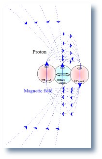 Model of the magnetic field and spin of a proton