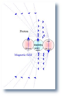 Model of the magnetic field and spin of a proton